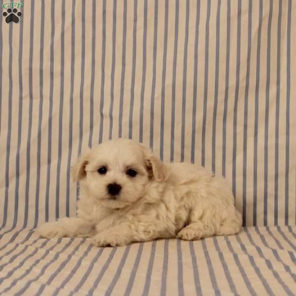 Nyland, Maltipoo Puppy